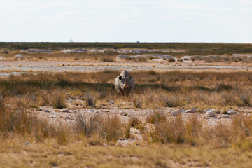 Black rhino in Etosha National Park