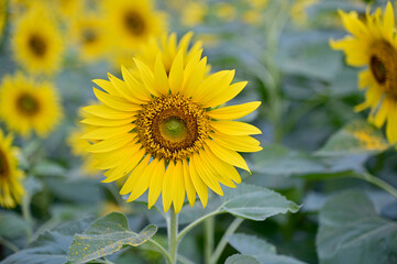Fresh Sunflower blooming in the morning sun shine with nature background in the garden, Thailand.