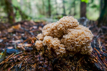 fresh curly hen mushroom on the forest floor