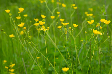 Yellow buttercups in the meadow. Blurred background. 