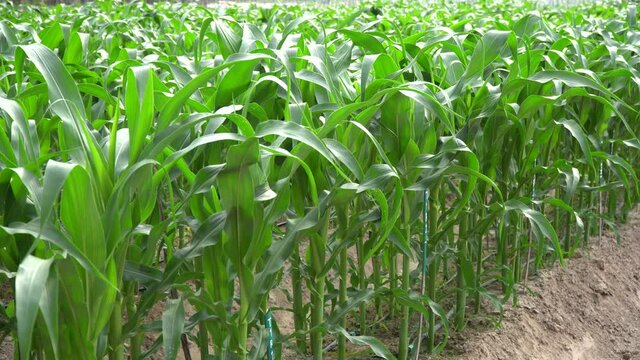 Young corn plants are growing in the fields