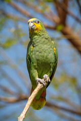 A green guacamayo satnding on a branch