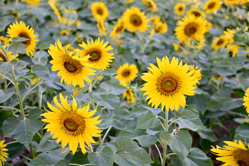 Obraz premium Fresh Sunflower blooming in the morning sun shine with nature background in the garden, Thailand.