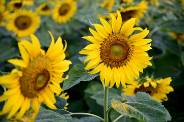 Fresh Sunflower blooming in the morning sun shine with nature background in the garden, Thailand.