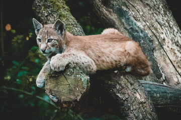Selective focus closeup of a Lynx on  a tree branch in the Wildpark Schwarze Berge in  Rosengarten
