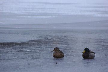 Mallards on ice