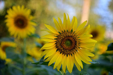 Fresh Sunflower blooming in the morning sun shine with nature background in the garden, Thailand.