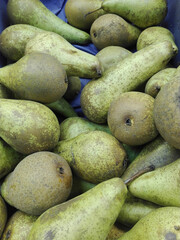 ripe pears, green pears