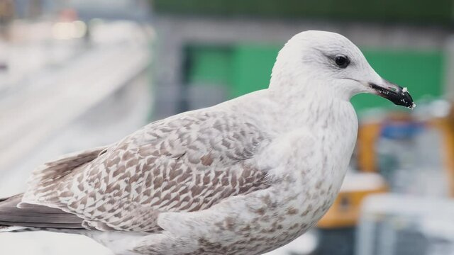 Close Up Of A European Herring Gull Roaming In The City At Daytime, selective focus, tracking shot
