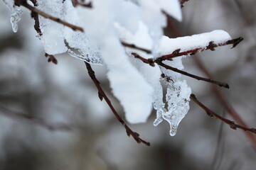 snow and icicles on tree branches during the winter thaw
