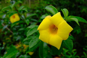 Yellow flower bloom in the spring
