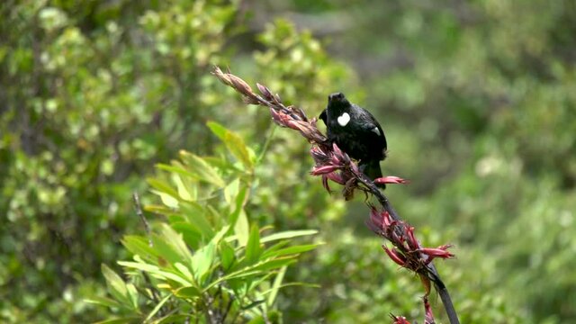 A Tui Bird in New Zealand on a flax branch and then flying away in slow motion