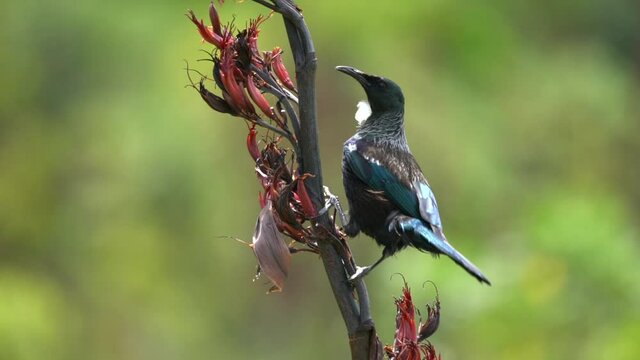 A Tui bird in New Zealand feeding on a flax in slow motion