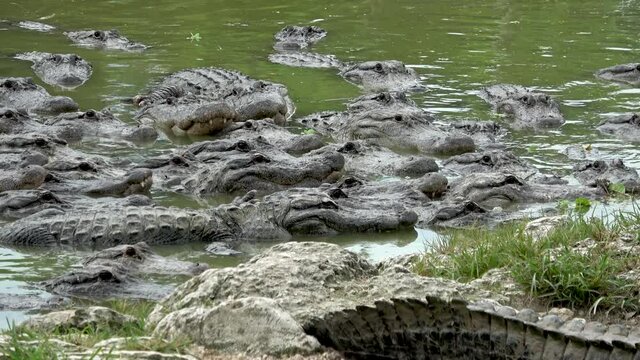 A large group of alligators waiting to be feed. Zoom from tele to wide