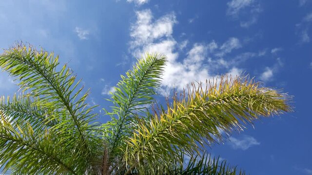 Under the palm tree looking at the blue sky and soft clouds