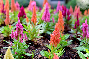Colorful of Cockscomb flowers (Celosia argentea) with nature background in the garden, at Bangkok Thailand.