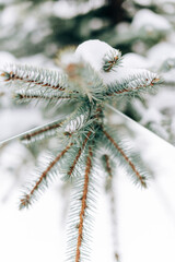 Naklejka na ściany i meble Spruce branch with a snow cap close-up
