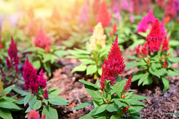 Colorful of Cockscomb flowers (Celosia argentea) with nature background in the garden, at Bangkok Thailand.