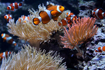 Amphiprions. Warsaw ZOO