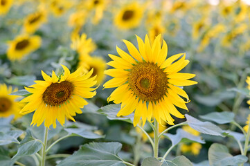 Fototapeta premium Fresh Sunflower blooming in the morning sun shine with nature background in the garden, Thailand.