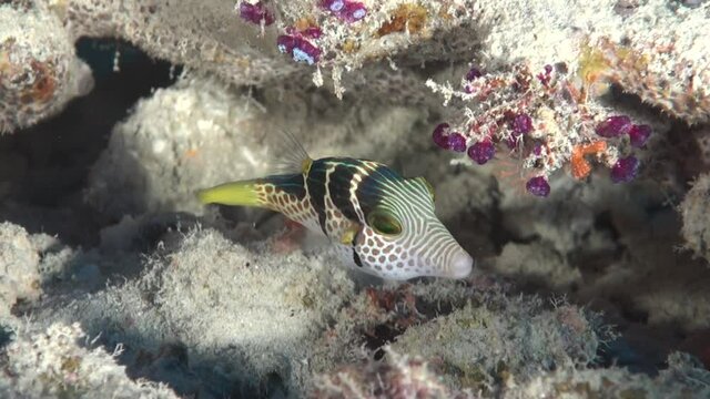 Black saddled Tobi fish swimming over coral reef