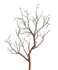 Dry branch  isolated on white background