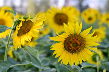 Fresh Sunflower blooming in the morning sun shine with nature background in the garden, Thailand.