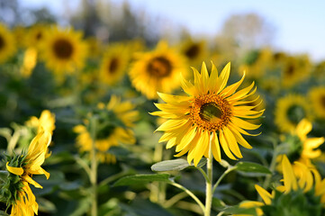 Fresh Sunflower blooming in the morning sun shine with nature background in the garden, Thailand.