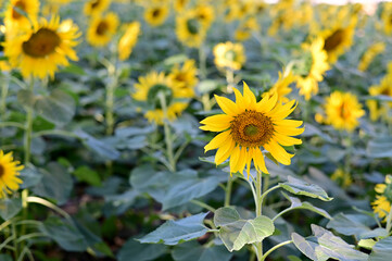 Fototapeta premium Fresh Sunflower blooming in the morning sun shine with nature background in the garden, Thailand.