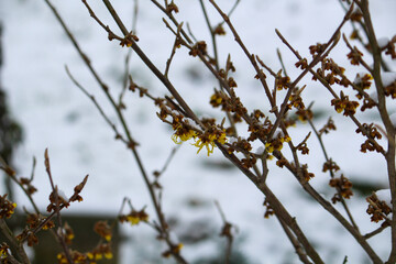 the first flowers of the witch hazel (Hamamelis) in the snow