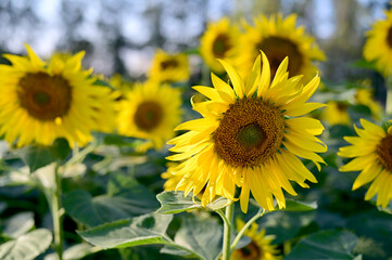 Naklejka premium Fresh Sunflower blooming in the morning sun shine with nature background in the garden, Thailand.