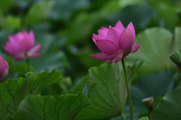 咲き誇る蓮の花
