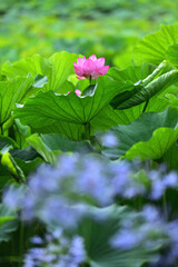 咲き誇る蓮の花