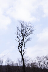Beautiful trees in a forest in Vienna, Austria