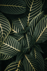 Green leafy background 