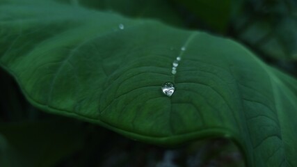 water drops on a leaf