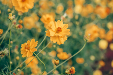 Cosmos flowers blooming in the city park of flowers