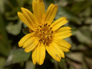 yellow flower