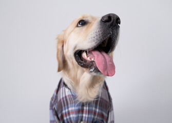 Cute golden retriever sit on a white background in a plaid shirt. Funny dog in clothes
