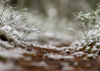 abstract texture, snow covered plants, winter feelings, winter texture suitable for wallpaper