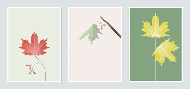 Botanical poster template design, sugar maple in different color