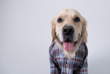 Cute golden retriever sit on a white background in a plaid shirt. Funny dog in clothes