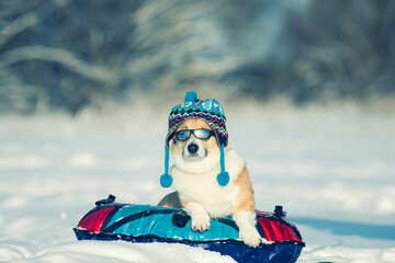 portrait of a funny corgi dog puppy in a knitted hat and sunglasses lying on a snow slide on a bun...