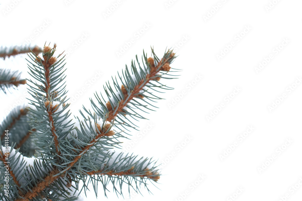 Poster snow-covered pine tree branches isolated on a white background. christmas background with space for 