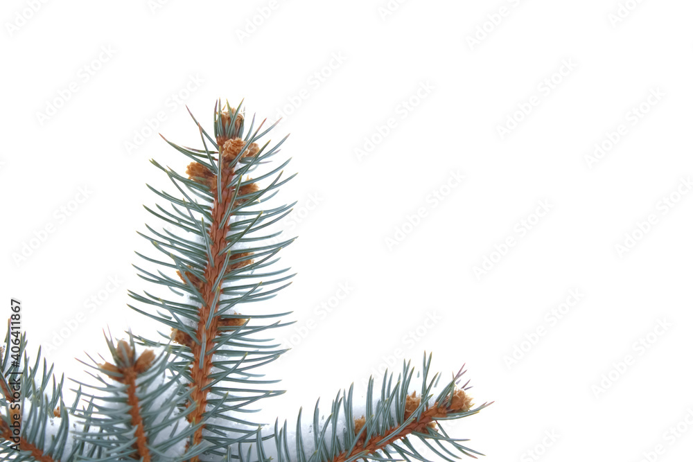Poster snow-covered pine tree branches isolated on a white background. christmas background with space for 