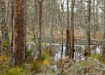 various old and rotten trees and tree branches on the shore of a swampy lake, flooded forest area, bog