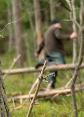 man's silhouette in the forest, swampy forest background, the land is covered with plants characteristic of the swamp