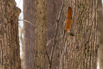 The American red squirrel (Tamiasciurus hudsonicus) in the park.