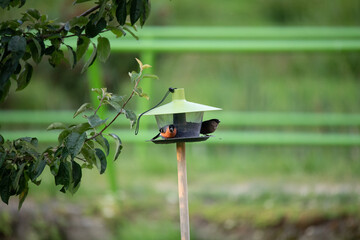 feeder in the garden