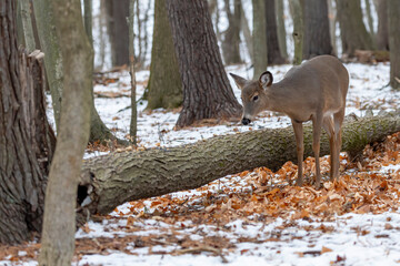 The white-tailed deer in the park